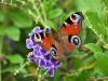 Aglais io